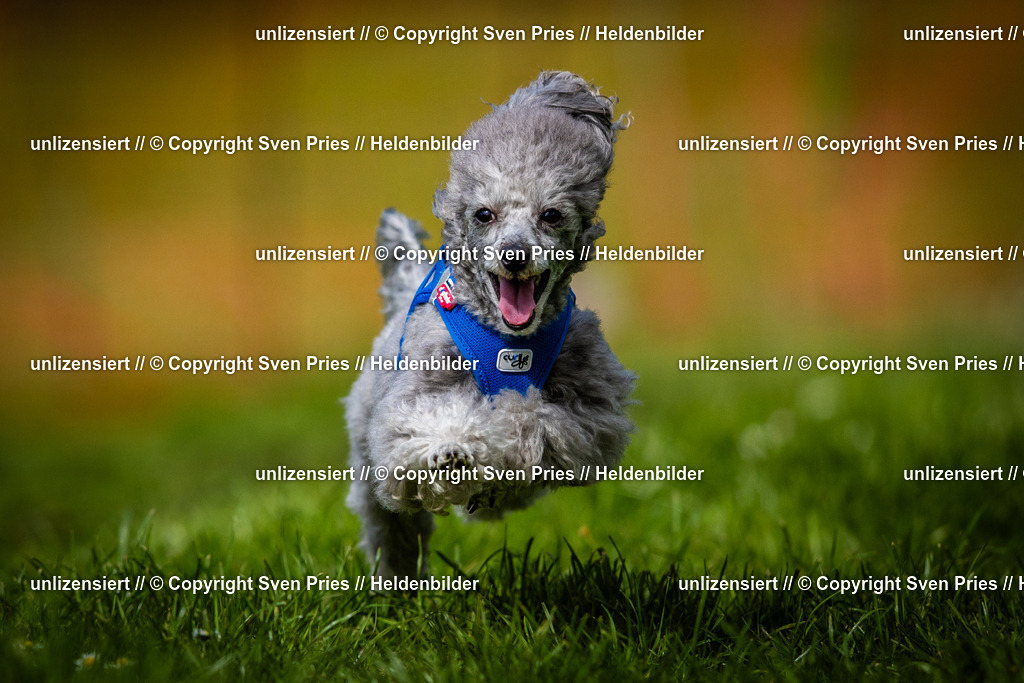 Sven Pries | 2025-04-13 - Hunderennen Baden-Baden - Realisiert mit Pictrs.com