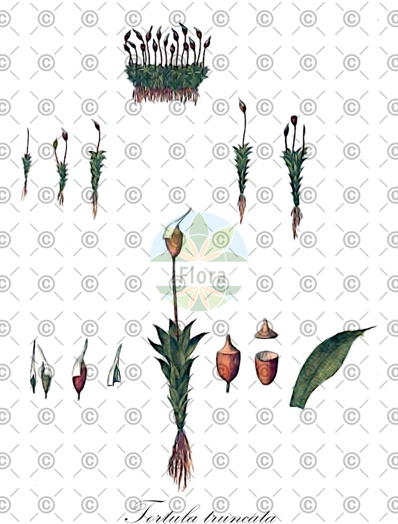 HistAbb_wfo-0000459194_1_ENZY_Simple | Historische Abbildung von Tortula truncata - Pottiaceae | Historical Illustration of Tortula truncata - Pottiaceae