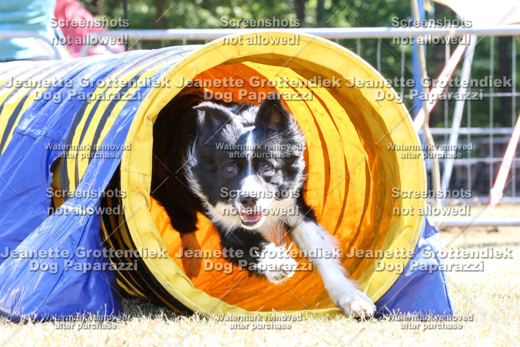 Dog Paparazzi -  Agiltiy Greffen 0826-1067 Kopie | Dog Paparazzi Jeanette Grottendiek Fotografie & Videografie - Realisiert mit Pictrs.com