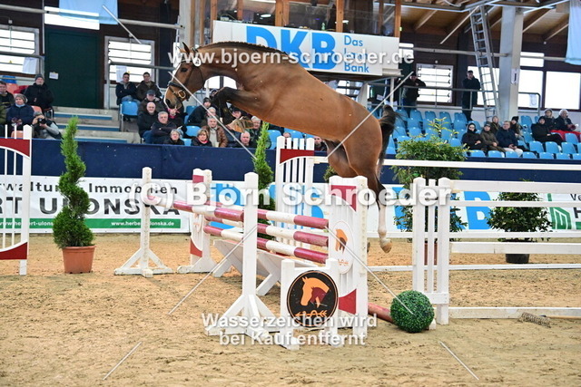 42_Luigi D_Eclipse - Carembar de Muze_967_3877 | Björn Schroeder Pferdefotografie