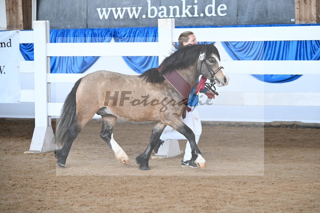 Kat-Nr. 15 Leybucht Bavarian Bailey v. Penymorfa Bailey_Nieberle_9260705 | hf-fotografie - Realisiert mit Pictrs.com