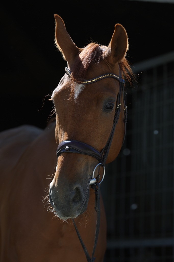 0P6A8921 | Willkommen bei Brunnmayr - Design & Fotografie – Ihrem Spezialisten für Reitturniere und Pferdeveranstaltungen in Oberösterreich, Salzburg und Bayern! Seit über 17 Jahren sind wir leidenschaftlich dabei.