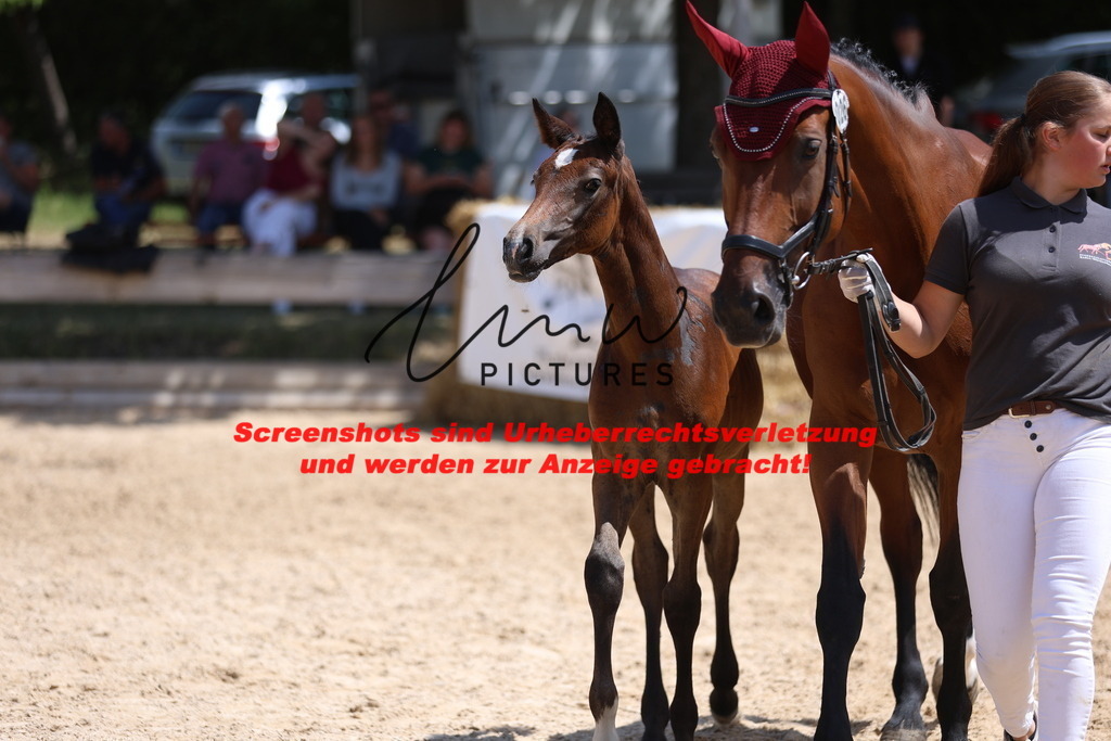 Fohlenschau_Schwäbisch_Hall_springbetonte_Fohlen_KN 26_14 | lmwpictures - Realisiert mit Pictrs.com