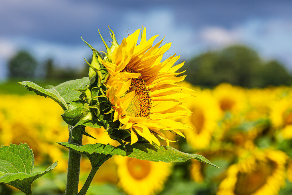 Sonnenblumenfeld zwischen Stäbelow und Clausdorf bei Rostock | Sonnenblumenfeld zwischen Stäbelow und Clausdorf bei Rostock.