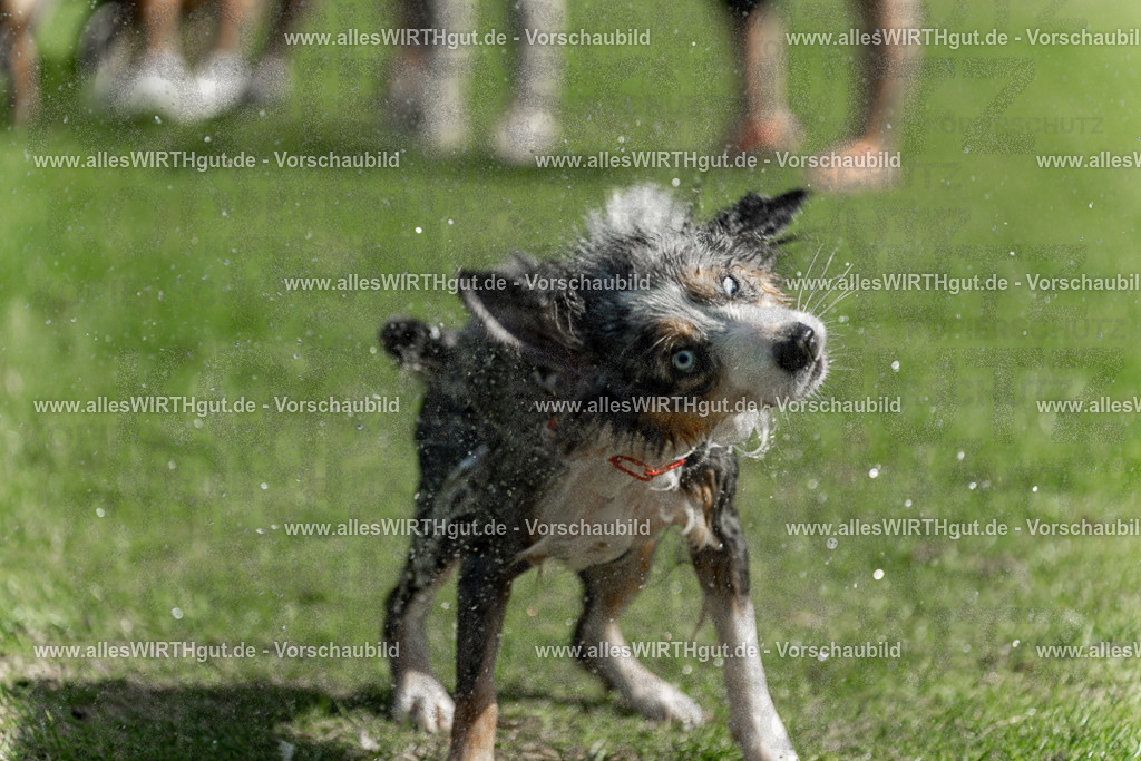 Hundeschwimmen_Volksbad_2026-allesWIRTHgut_Tierfotografie-2609061213-112303-7R500300 | Professionelle Tierfotografie in Mönchengladbach von Daniel Wirth (allesWIRTHgut). Liebevolle & natürliche Bilder von Hunden & Katzen für unvergessliche Erinnerungen.