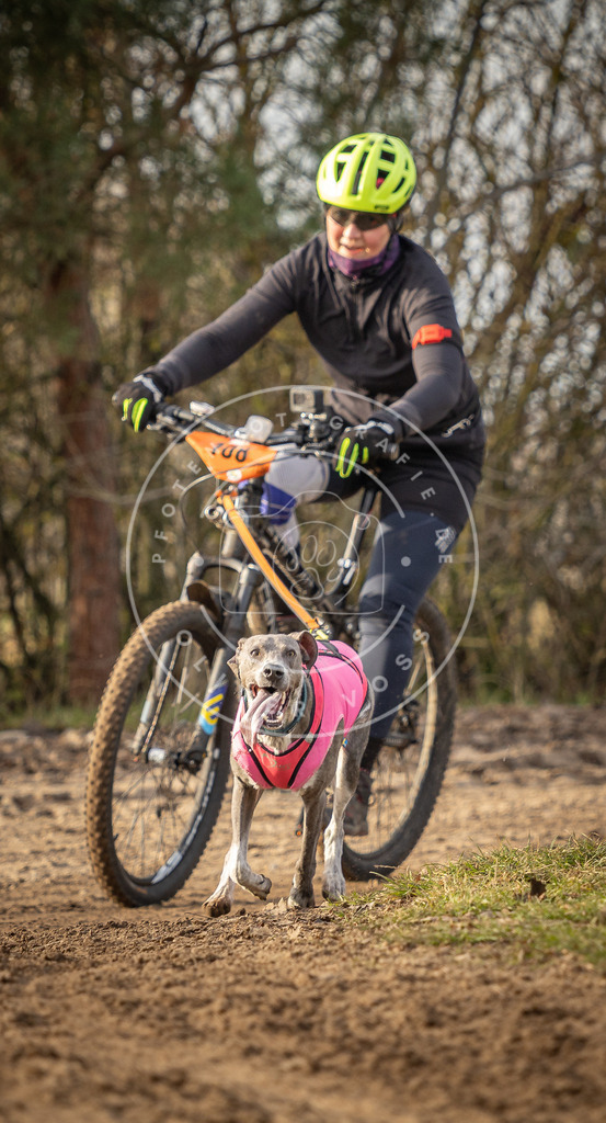 Pfotenfotografie_DV3A8569 | Hundefotografie, Tierfotograf, Pfotenfotografie, Fotoshooting Hund, Hunde Portrait, Hundesport, Hundeportraits, Heideshooting, Hunde, Sportfotograf, Hundefotograf, Turnierhundsport, THS,  - Realisiert mit Pictrs.com