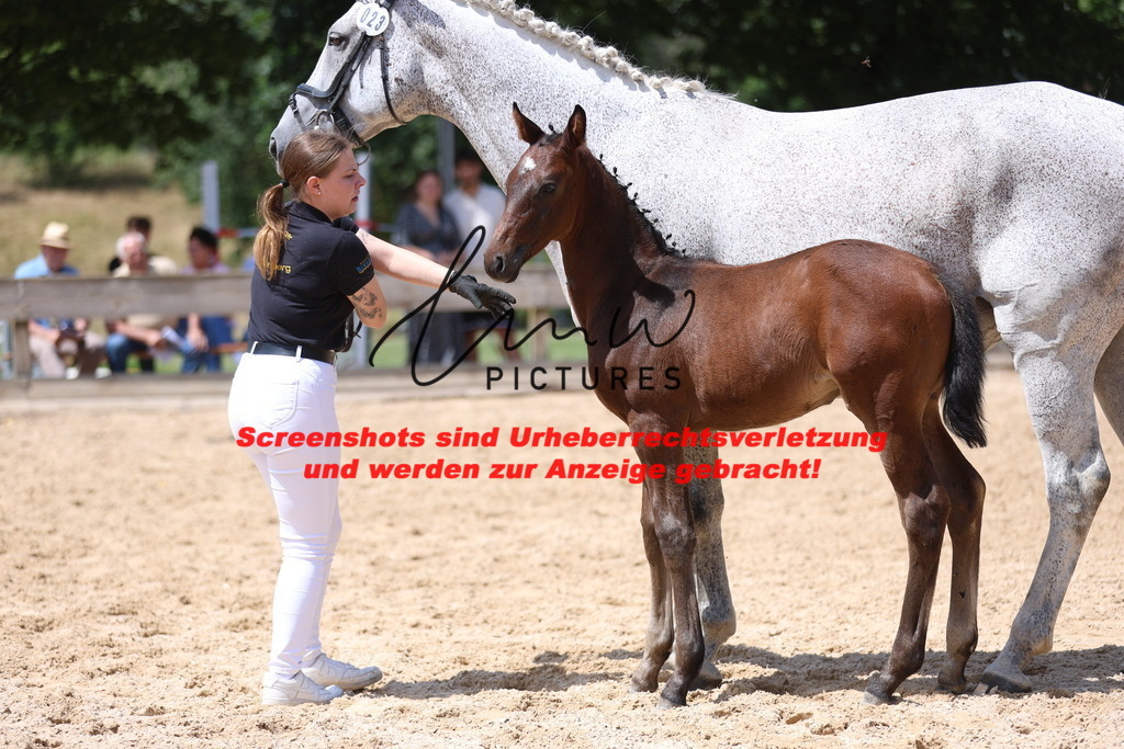 Fohlenschau_Schwäbisch_Hall_springbetonte_Fohlen_KN 23_9 | lmwpictures - Realisiert mit Pictrs.com