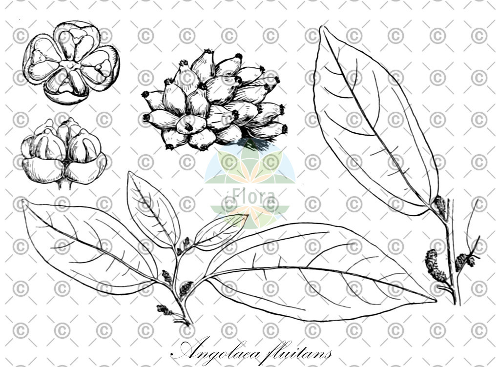 HistAbb_wfo-0000536542_244_ENZY_Simple | Historische Abbildung von Angolaea fluitans - Podostemaceae | Historical Illustration of Angolaea fluitans - Podostemaceae