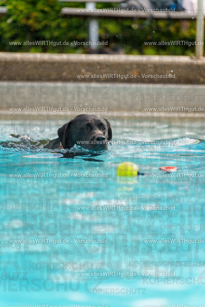 Hundeschwimmen_Grefrath_2026-allesWIRTHgut_Tierfotografie-11_20-7R503217 | Professionelle Tierfotografie in Mönchengladbach von Daniel Wirth (allesWIRTHgut). Liebevolle & natürliche Bilder von Hunden & Katzen für unvergessliche Erinnerungen.