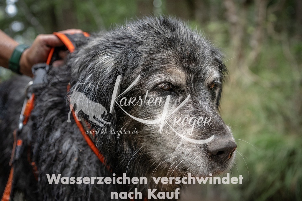 1235_ZZ90104T | kk-dogfotos