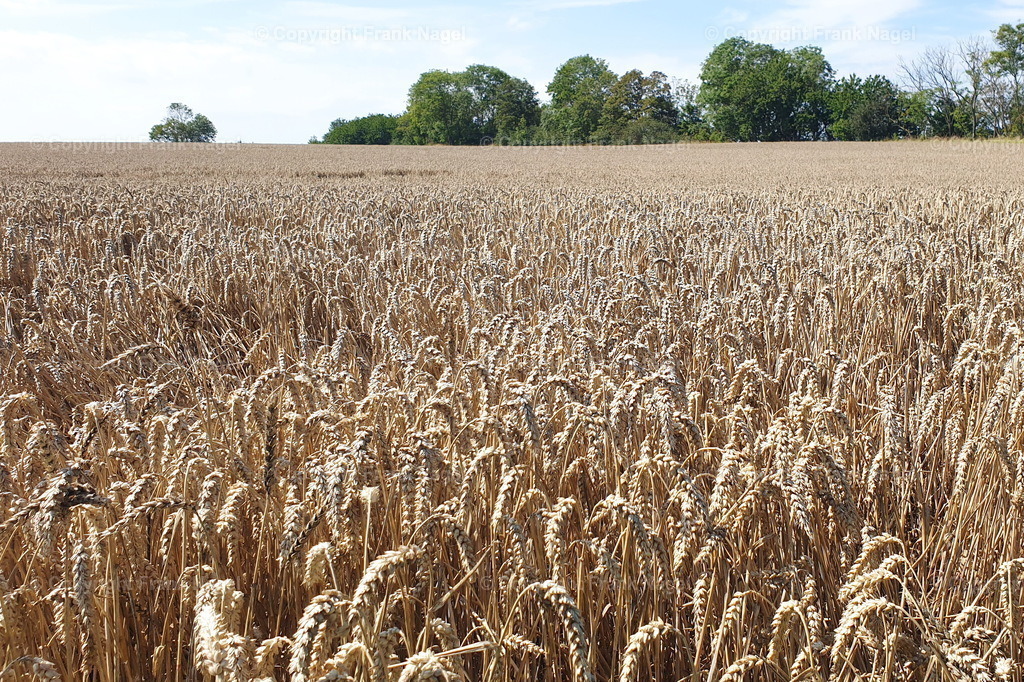 Weizenfeld  | Weizenfeld fotografiert am Kap Arkona auf der Insel Rügen - Realisiert mit Pictrs.com