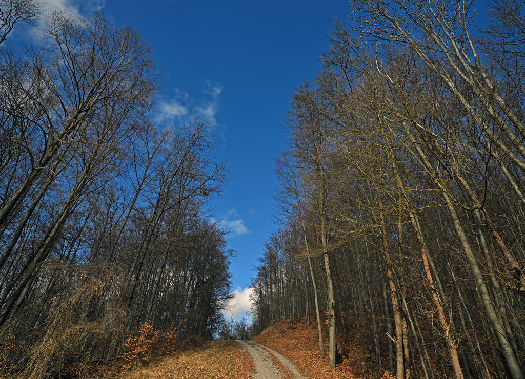 Buchenwald01 | lucisnaturbilder - Realisiert mit Pictrs.com