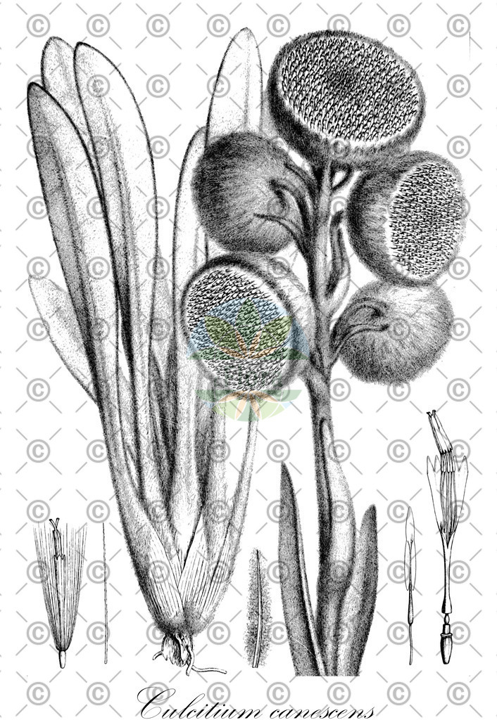HistAbb_wfo-0000186158_1_SIMPLE | Historische Abbildung von Culcitium canescens - Asteraceae | Historical Illustration of Culcitium canescens - Asteraceae