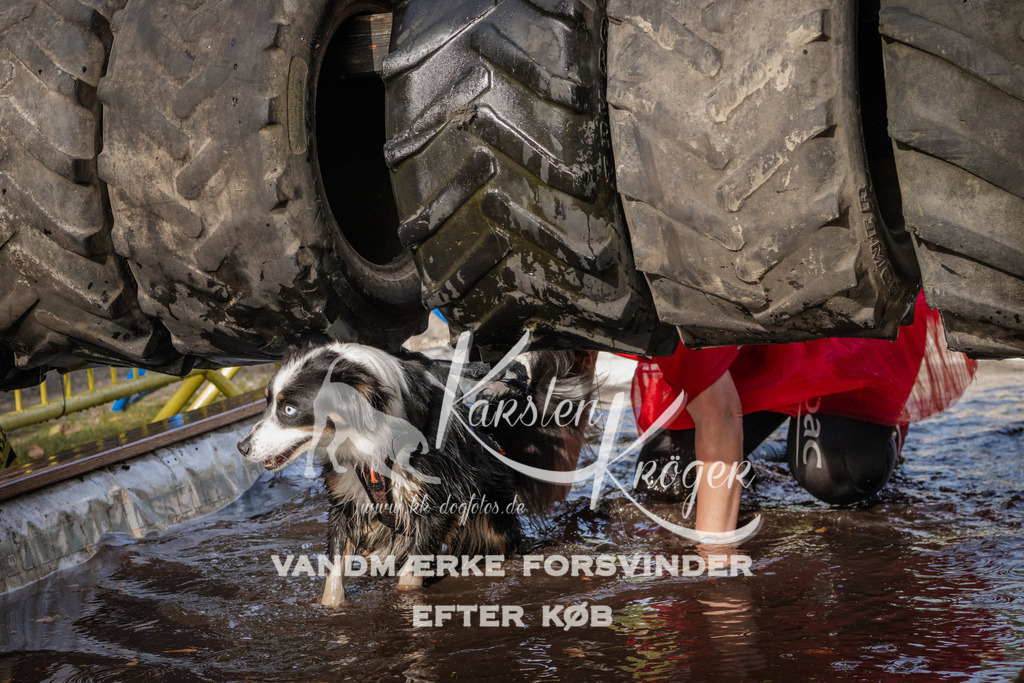 1413_ZZ94160 | kk-dogfotos