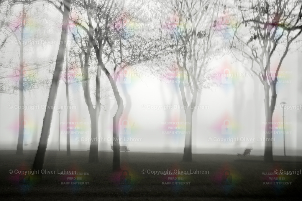 Der Park von Venedig im Nebel | Bäume stehen in einem Park in Venedig und Nebel im Winter verleiht der Landschaft etwas Verwunschenes