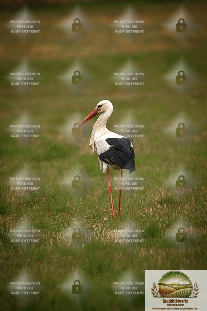 Adebar | Professioneller Fotograf mit 10 Jahren Erfahrung. Landschafts- und Hochzeitsfotografie im Oderbruch. Workshops und beeindruckende Bilder für besondere Momente.
