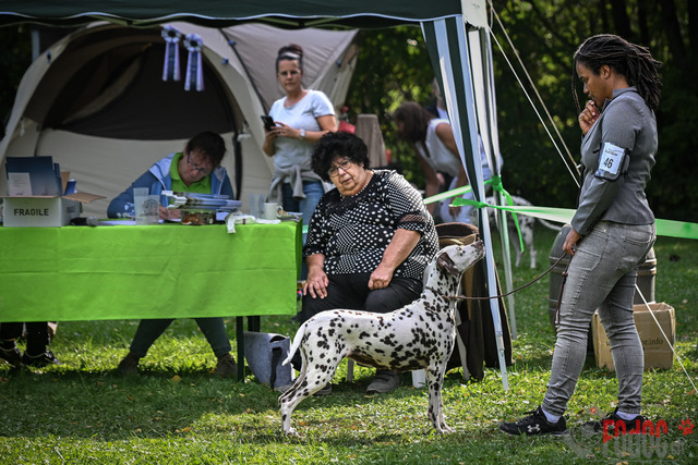 Dalamtinerausstellung RGA Mainz 2023 | Dalamtinerausstellung RGA Mainz 2023. 30.09.2023 Foto: Leo Wyden