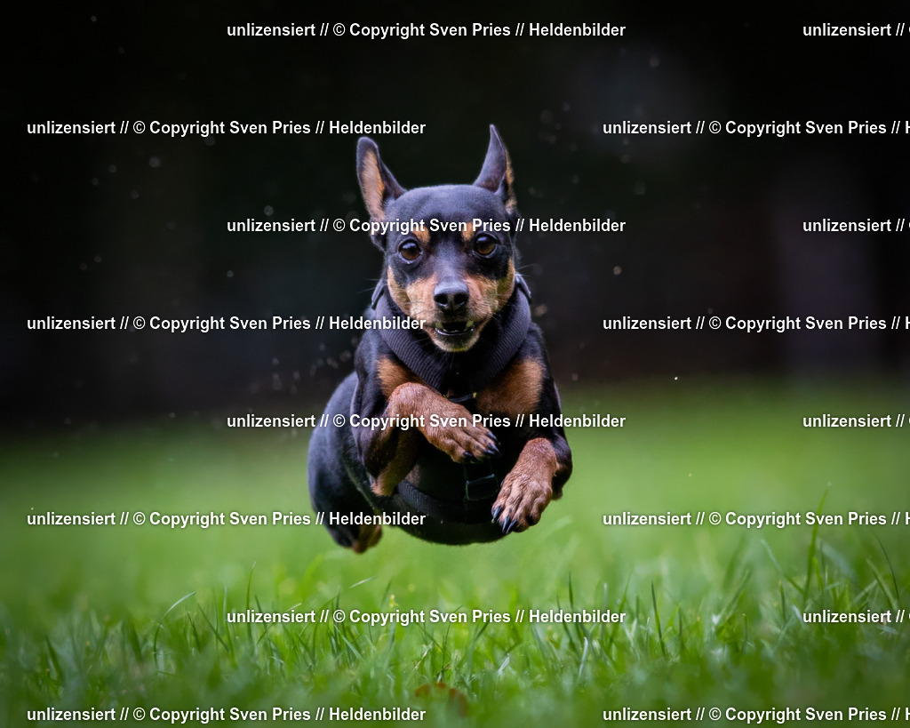 Sven Pries | 2024-10-19 - Hunderennen Ober-Grombach - Realisiert mit Pictrs.com