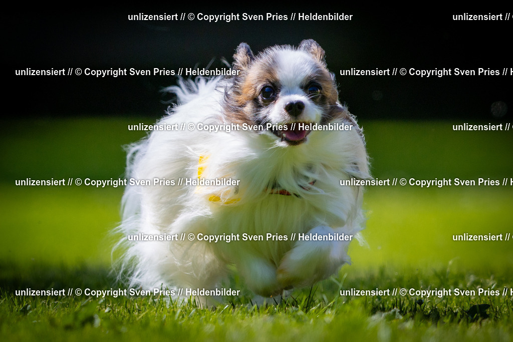 Sven Pries | 2025-08-10 - Hunderennen Durlach - Realisiert mit Pictrs.com