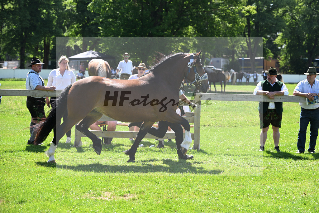 Kat-Nr. 25 Vivana v. Rupertiwinkel_HLG Schwaiganger_18250450 | hf-fotografie - Realizzato con Pictrs.com