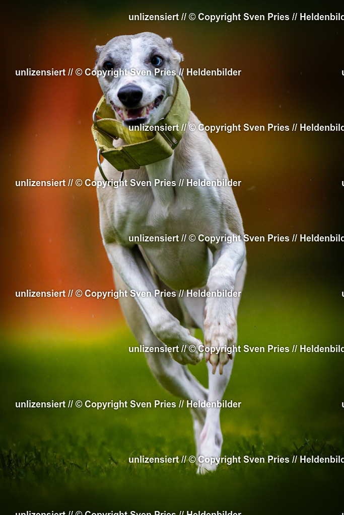 Sven Pries | 2025-09-21 - Hunderennen Baden-Oos - Realisiert mit Pictrs.com