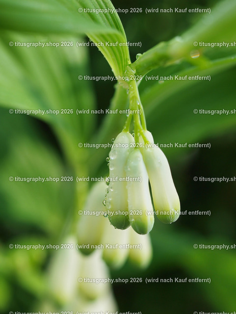 titusgraphy-P5057622_var-008 | Fotokunstarbeit aus der INSTAGRAM-Gallerie auf titusgraphy.eu - Realisiert mit Pictrs.com
