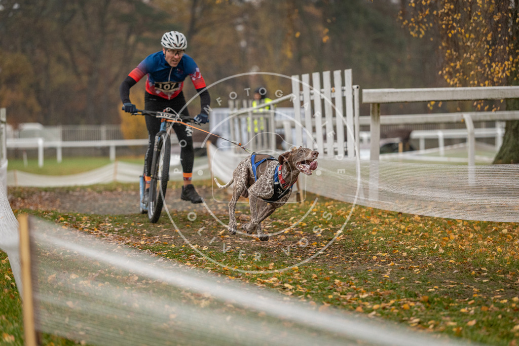 CaniXpix_DV3A7773 | Hundefotografie, Tierfotograf, Pfotenfotografie, Fotoshooting Hund, Hunde Portrait, Hundesport, Hundeportraits, Heideshooting, Hunde, Sportfotograf, Hundefotograf, Turnierhundsport, THS,  - Realisiert mit Pictrs.com
