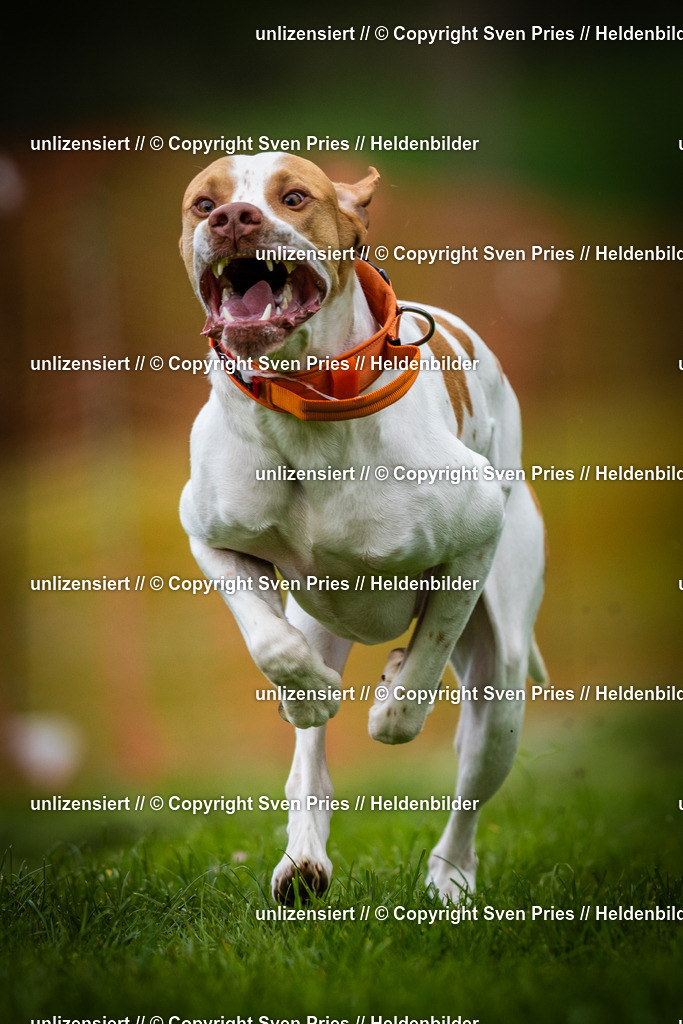 Sven Pries | 2025-04-13 - Hunderennen Baden-Baden - Realisiert mit Pictrs.com