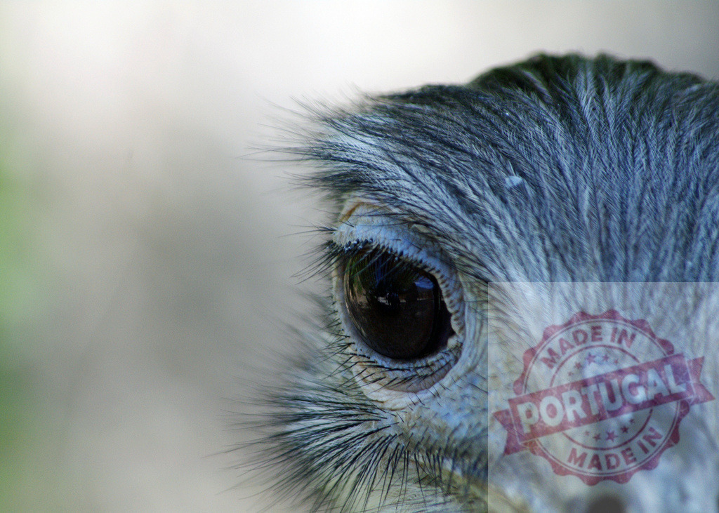 Rhea bird eye close-up showing feathered head | Rhea eye with long eyelashes, dark pupil, and gray feathers in a close-up detail view - Realisiert mit Pictrs.com