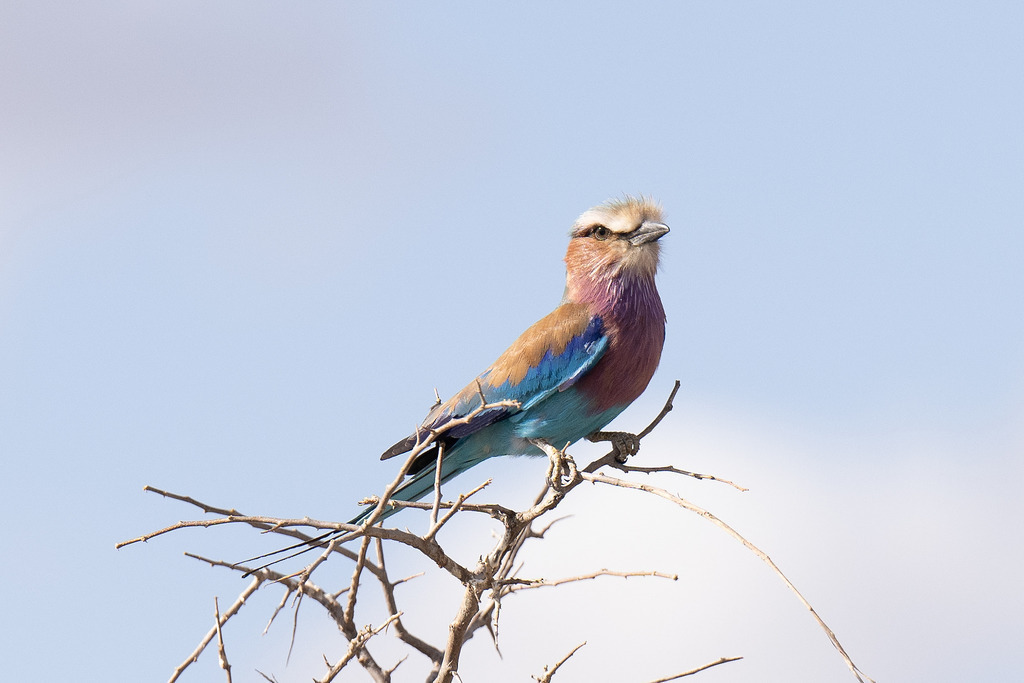 Tarangire Nationalpark - 26. September 2022 | Gabelracke im Tarangire Nationalpark.
Bild: Sportfotografie Markus Aeschimann | www.markus-aeschimann.ch - Realisiert mit Pictrs.com
