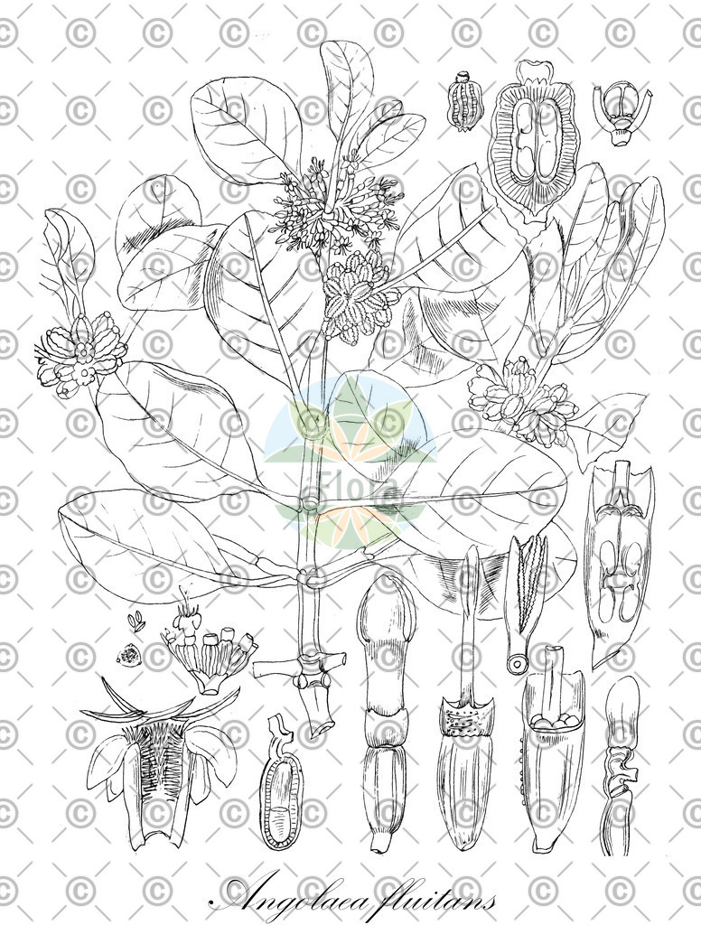 HistAbb_wfo-0000536542_302_ENZY_Simple | Historische Abbildung von Angolaea fluitans - Podostemaceae | Historical Illustration of Angolaea fluitans - Podostemaceae