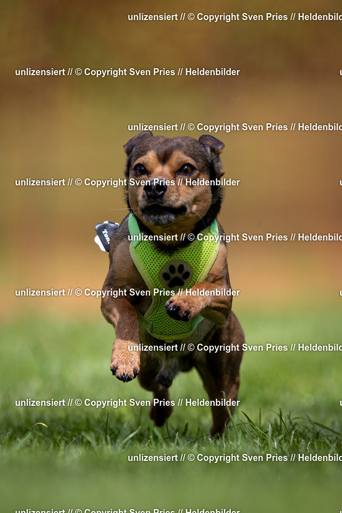 Sven Pries | 2024-04-21 - Hunderennen Baden-Oos
Foto: Sven Pries - Realisiert mit Pictrs.com