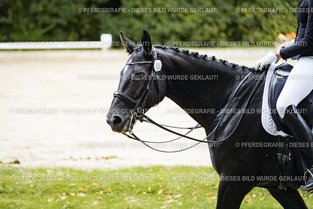 DSC08434 | Pferdegrafie