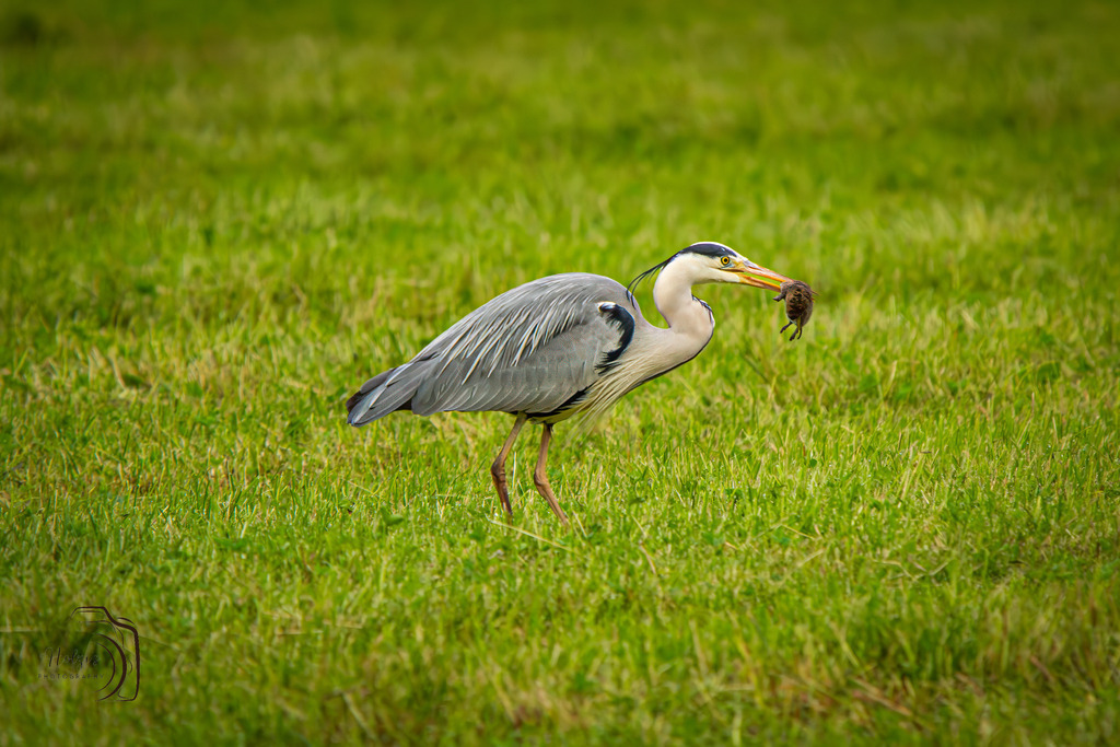 Graureiher  | Holzisphotography, Landschaftsfotografie, Wildlifefotogorafie - Realisiert mit Pictrs.com