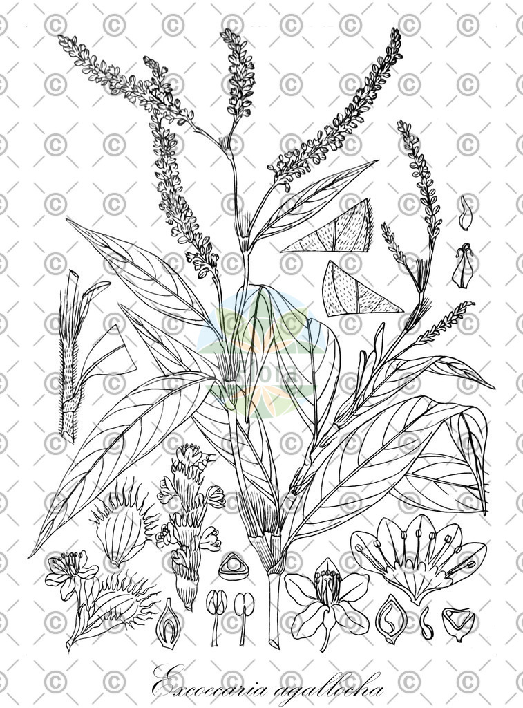 HistAbb_wfo-4000014446_1_ENZY_Simple | Historische Abbildung von Excoecaria agallocha - Euphorbiaceae | Historical Illustration of Excoecaria agallocha - Euphorbiaceae