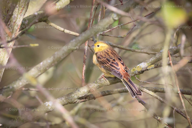 201764 | Tierfotografie, Tierkalender, Tierbilder, Insekten, Spinnen, Vögel, Schmetterling, Libellen, Leinwand, Colorkey, Qualität, Geschenkartikel, Geschenk - Realisiert mit Pictrs.com
