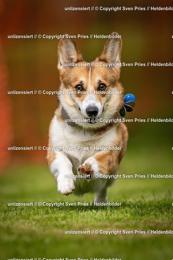 Sven Pries | 2024-09-22 - Hunderennen Baden-BadenPudelverein - Realisiert mit Pictrs.com