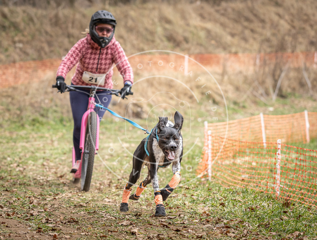 Pfotenfotografie_DV3A7213 | Hundefotografie, Tierfotograf, Pfotenfotografie, Fotoshooting Hund, Hunde Portrait, Hundesport, Hundeportraits, Heideshooting, Hunde, Sportfotograf, Hundefotograf, Turnierhundsport, THS,  - Realisiert mit Pictrs.com