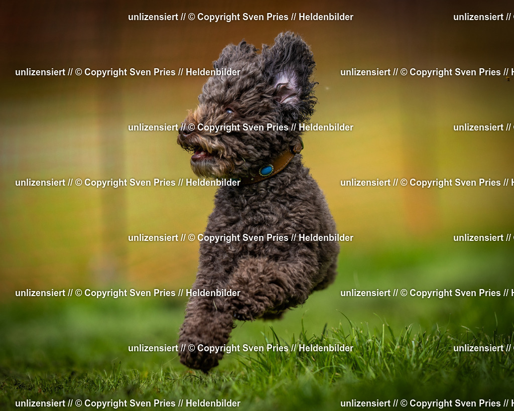 Sven Pries | 2025-04-13 - Hunderennen Baden-Baden - Realisiert mit Pictrs.com