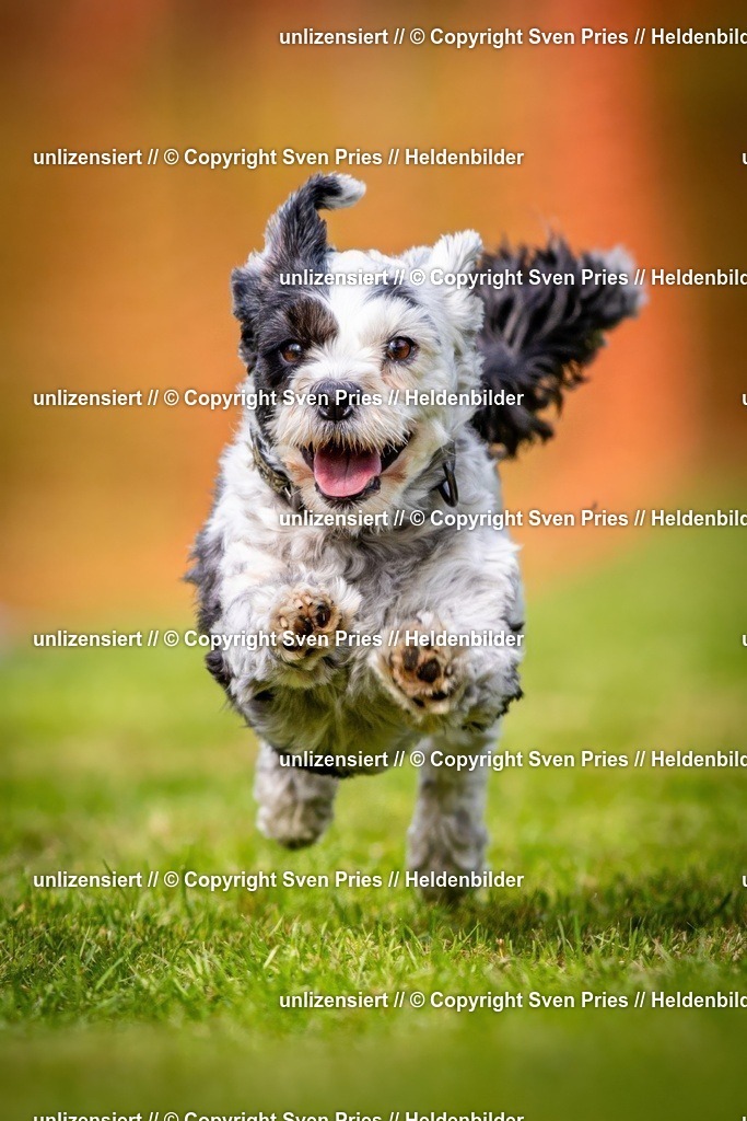 Sven Pries | 2024-09-22 - Hunderennen Baden-BadenPudelverein - Realisiert mit Pictrs.com