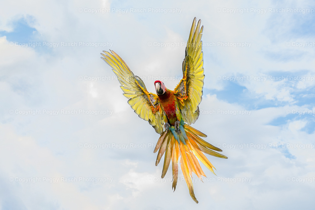 Ara (6) | PeggyRaschPhotography - Realisiert mit Pictrs.com