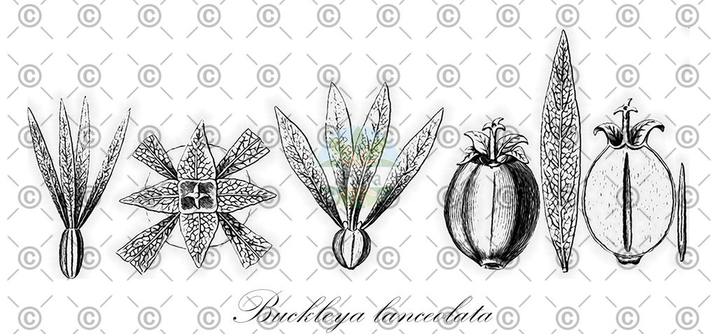 HistAbb_wfo-0001082322_1_ENZY_Simple | Historische Abbildung von Buckleya lanceolata - Santalaceae | Historical Illustration of Buckleya lanceolata - Santalaceae