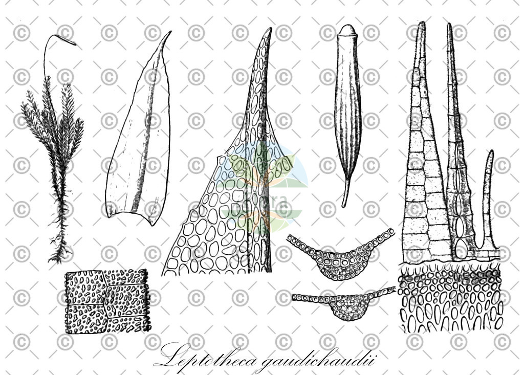 HistAbb_wfo-0000878085_1_ENZY_Simple | Historische Abbildung von Leptotheca gaudichaudii - Orthodontiaceae | Historical Illustration of Leptotheca gaudichaudii - Orthodontiaceae