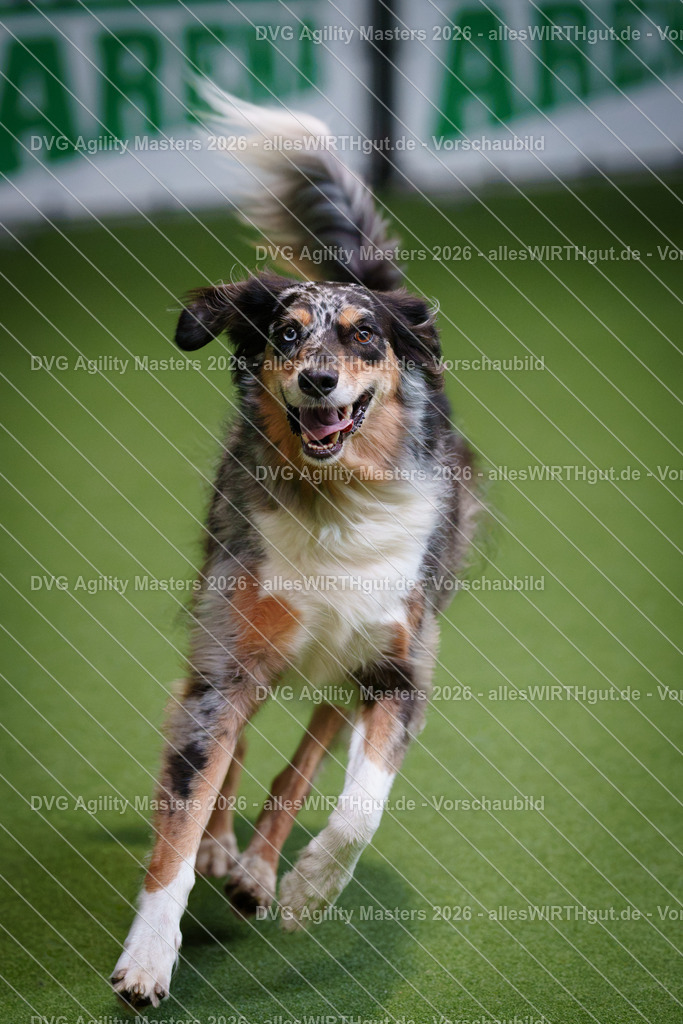 allesWIRTHgut_Tierfotografie-DVG_Agility_Masters_2026-09_26-7R501682 | Professionelle Tierfotografie in Mönchengladbach von Daniel Wirth (allesWIRTHgut). Liebevolle & natürliche Bilder von Hunden & Katzen für unvergessliche Erinnerungen.