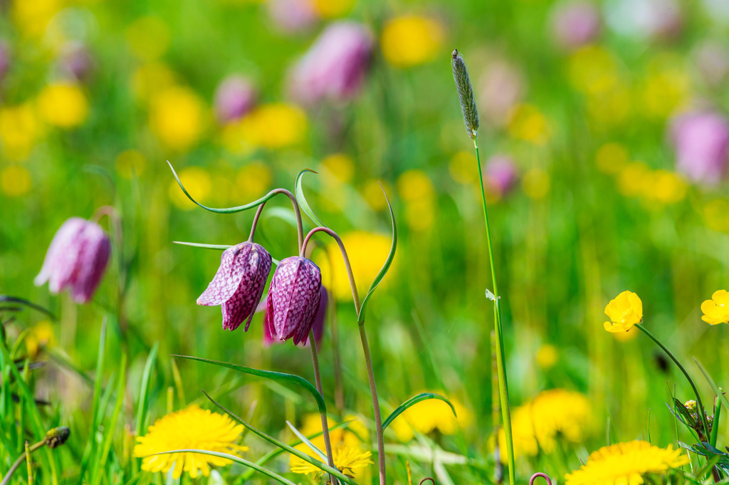2022_04_30_SCHACHBLUMEN_DSC1650 | Hochwertig gedruckte Fotografien für die Wand, als Kalender und zum Verschenken. Hamburg & Norddeutschland und überall wo ich mit der Kamera unterwegs war.
