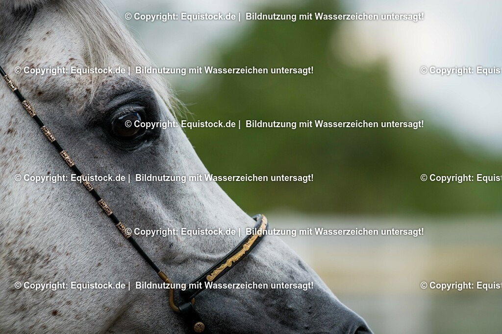 20150904_TOMsPiC_0266 | equistock