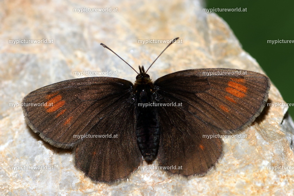 Erebia manto-003 | Das Bilderarchiv über Tiere, Planzen und Landschaften. In der Bilddatenbank finden Sie ein große Auswahl an hochwertigen Bilder für Ihre Werbung - Realisiert mit Pictrs.com