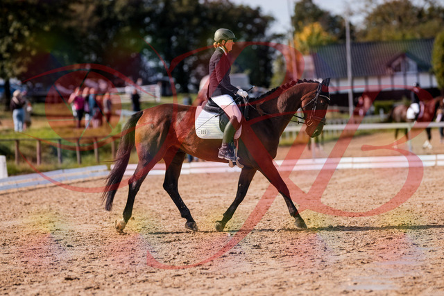 2026_10_03_Siefer-Hof_130220_Z81_56057746 | Professionelle Reitsport-, Turnier- und Eventfotografie von Robert Broda. Galerien mit ausgewählten und bearbeiteten Bildern direkt online ansehen und bestellen.