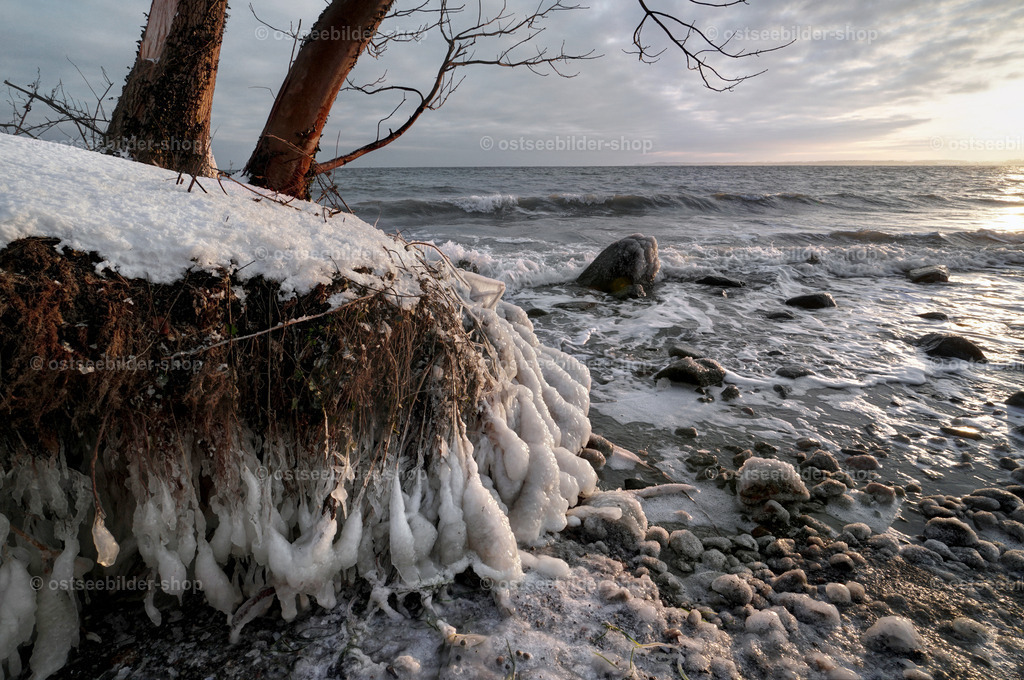 Vereister Kliffabbruch an einem eiskalten Wintermorgen | Ein abgebrochenes Stück Steilküste liegt nach einem Kliffrutsch  bei Frost morgens am Strand. Die Baumwurzeln sind durch Gischt zu Eiszapfen gefroren.