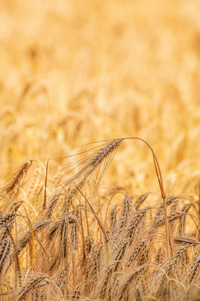 2022_06_30_KORNFELD_MCP0245 | Hochwertig gedruckte Fotografien für die Wand, als Kalender und zum Verschenken. Hamburg & Norddeutschland und überall wo ich mit der Kamera unterwegs war.